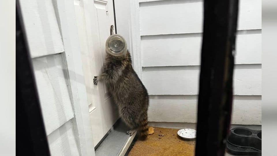 Wild Visitor With Jar On Head Shows Up At Family’s Porch Hoping For Rescue