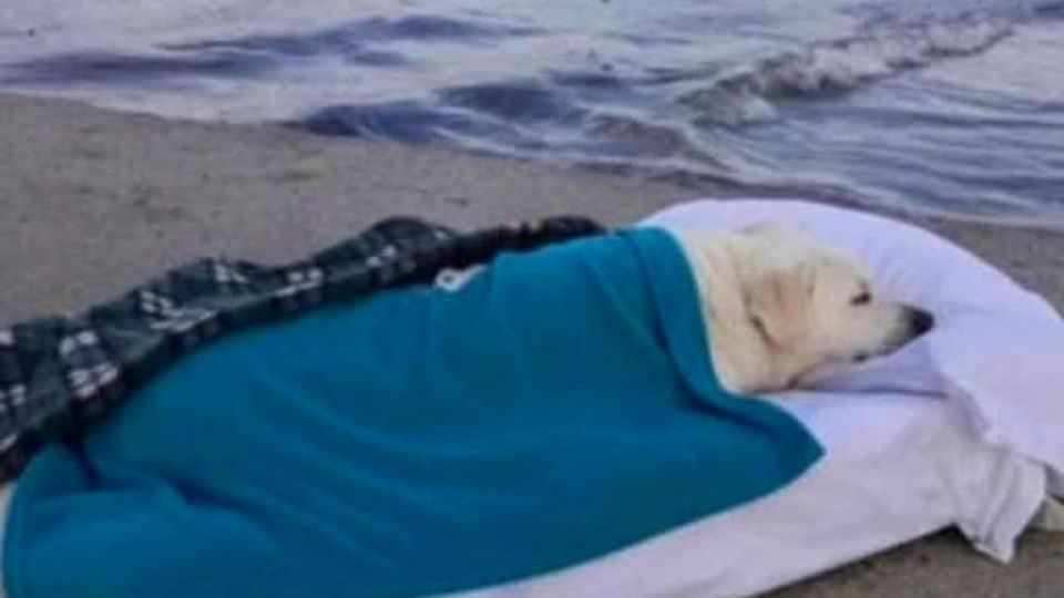 Rescued Dog Returns to the Beach for a Final Goodbye with His Person