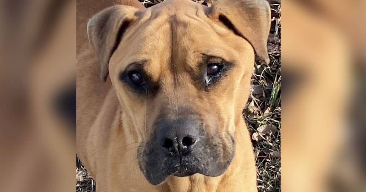 Dog Left Behind When Family Moved Has Tears In His Eyes When Finally Rescued
