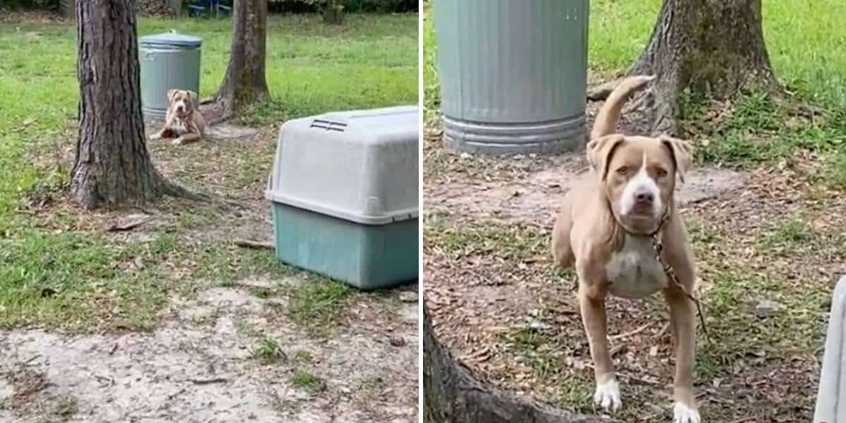 Heartbroken Dog Left Tied To Tree Finds Love With New Family Who Promises Her A Happy Life