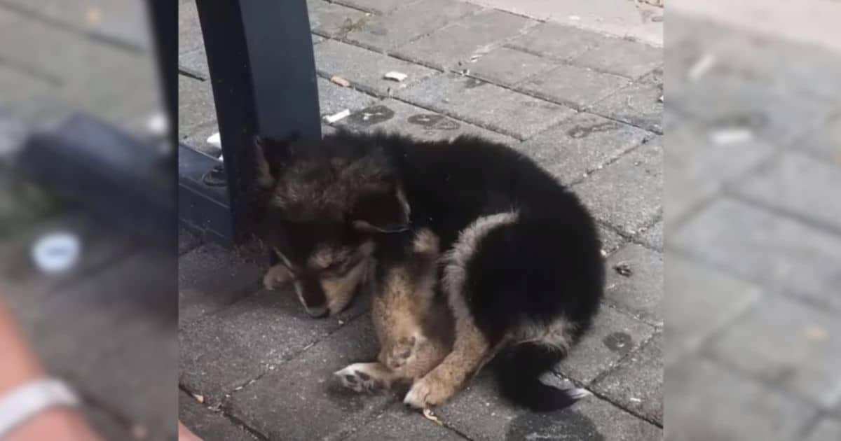 Man Saves Unconscious Puppy Found on the Side of the Road