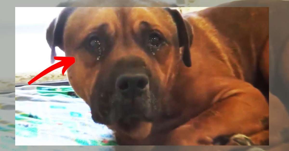 Heartbroken Dog AJ Cries Tears Of Sadness After Being Left Behind At Shelter
