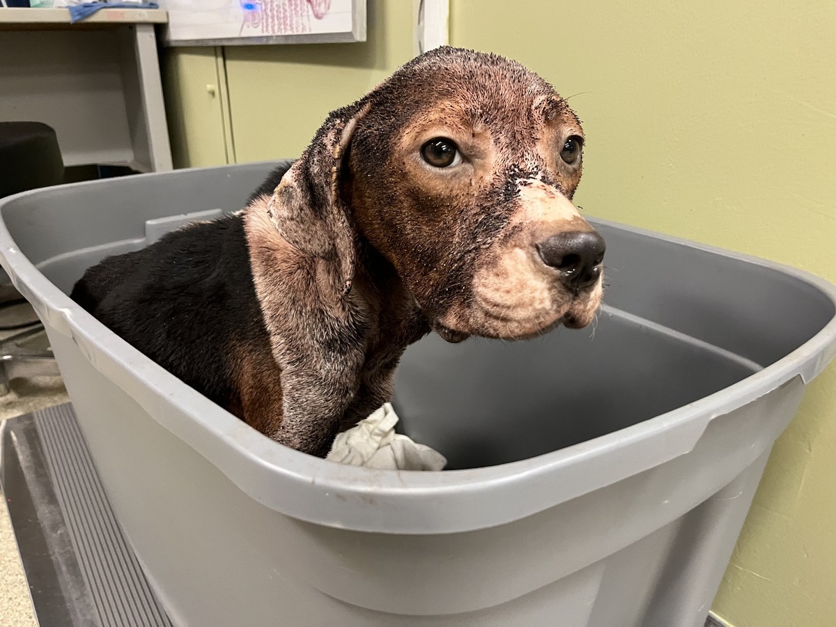 The Trembling Dog in the Corner Who Refused to Give Up Hope