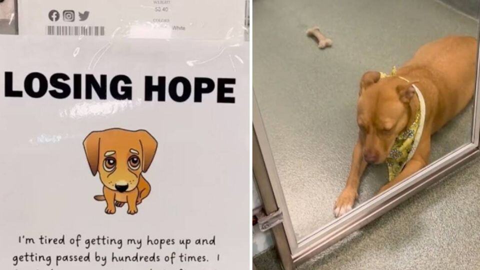 From 130 Days of Waiting to Forever Love: Bella’s Journey from Shelter to Home