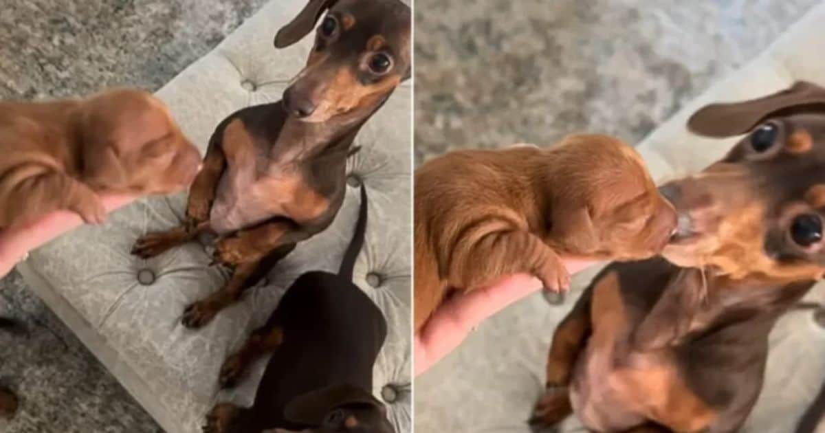 Dachshund Dad’s Heartwarming First Encounter With His Newborn Puppy Will Bring Tears Of Joy