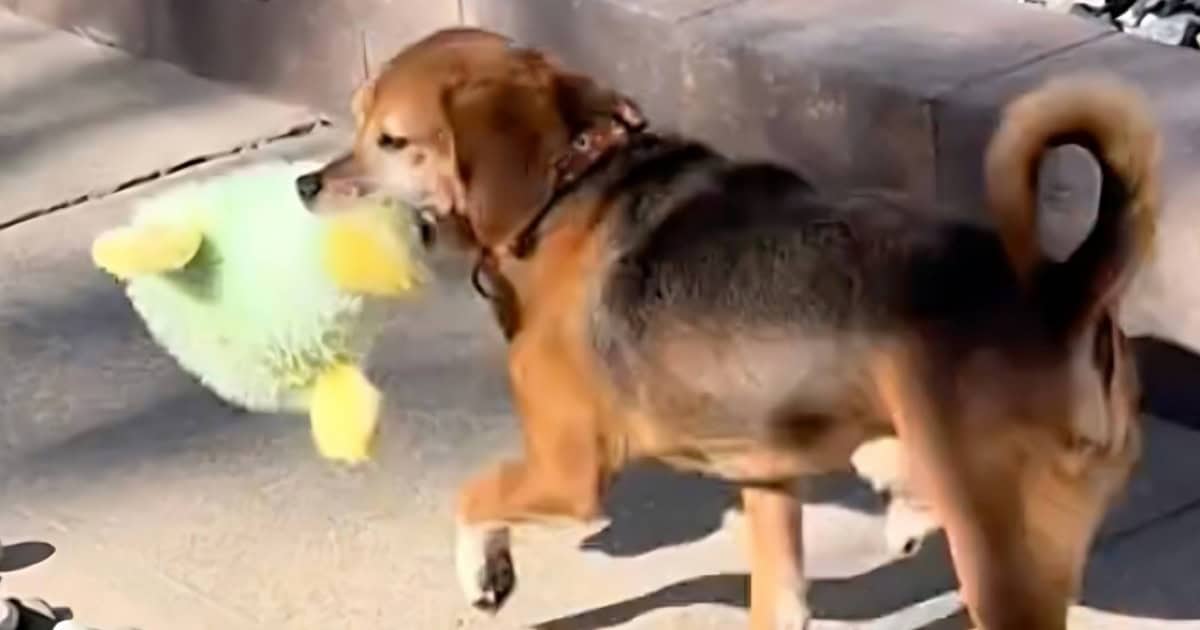 Beagle Saved from Testing Lab Experiences Pure Joy with His First-Ever Toy
