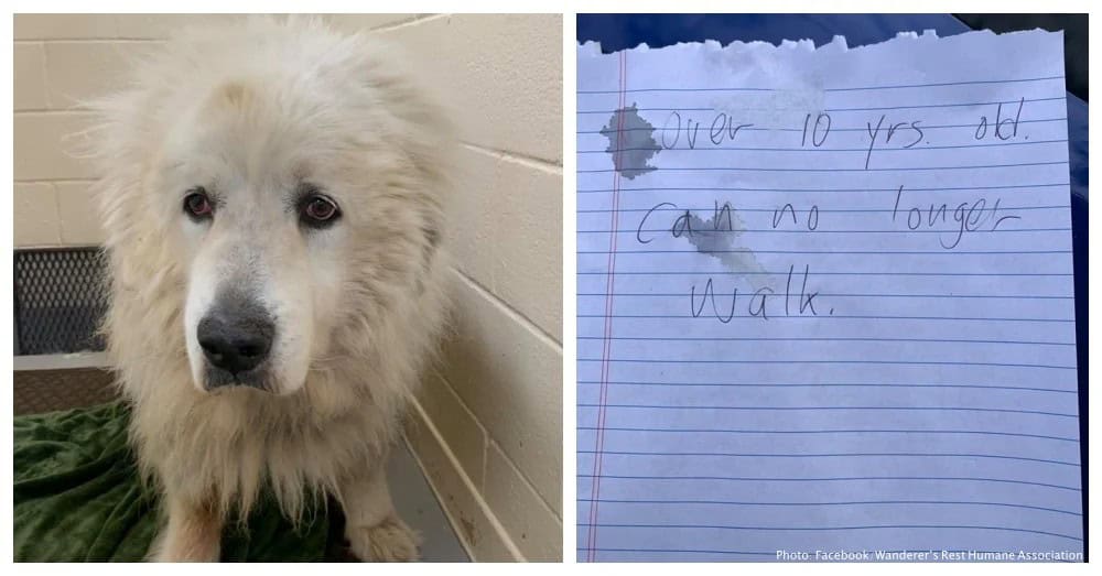 Senior Dog Was Left Outside A Shelter With A Note That Broke Every Heart