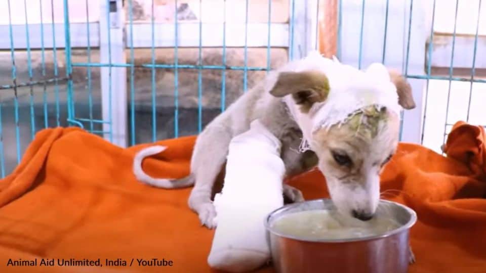 Tiny Stray Puppy Found With A Broken Leg And Left To Suffer Alone