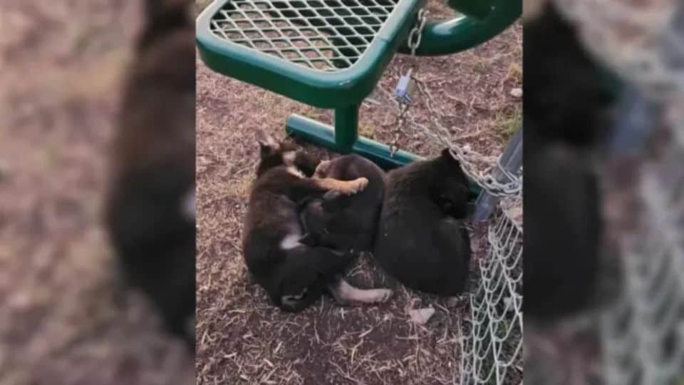 Newborn Puppies Left in Freezing Cold Find Comfort in Each Other’s Embrace