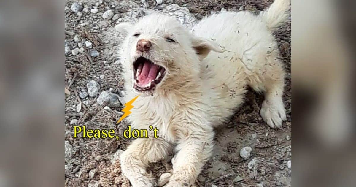 Abandoned Dog Cries Out in Despair After Being Left Behind by Another Car