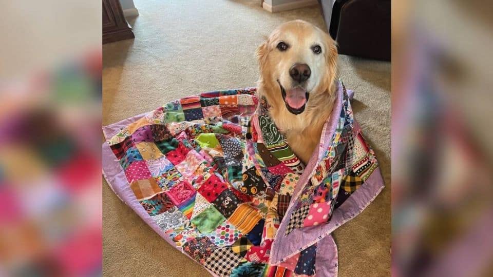 Dog Owner Turns Twelve Years of Bandanas Into a Memory Quilt for His Beloved Golden Retriever