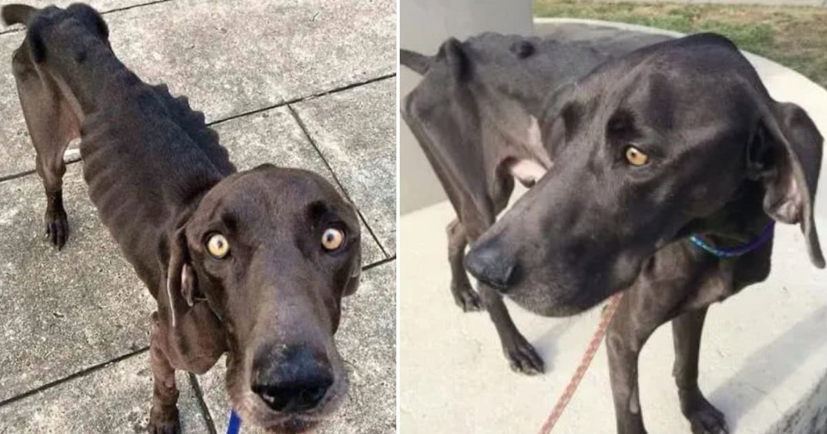 Starved Dog That Ate Rocks And Twigs For Survival Finally Gets A New Life