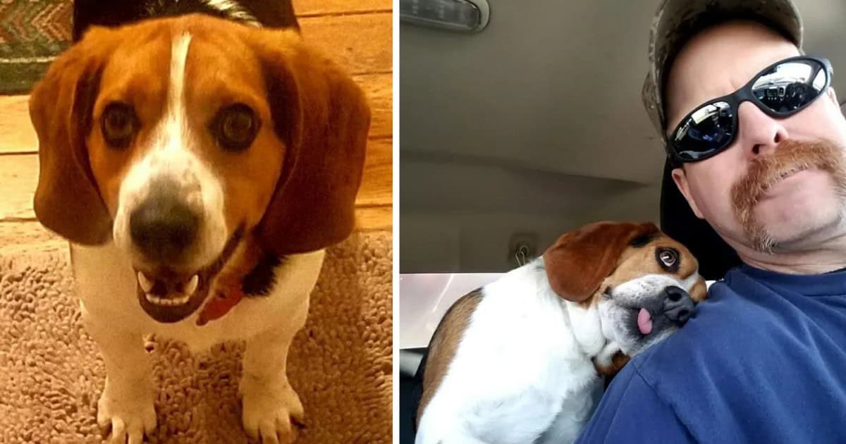 Beagle’s Joyful Reaction After Last-Minute Rescue From Euthanization Will Melt Your Heart