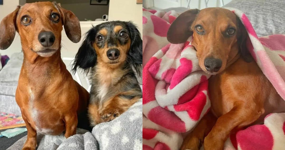 Couple Welcomes Puppy Sibling, Filling Their Lonely Dog With Excitement and Love