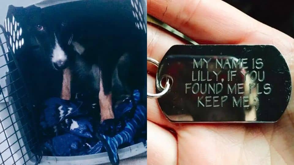 Abandoned Dog Found on Utah Highway Finds Healing and Love