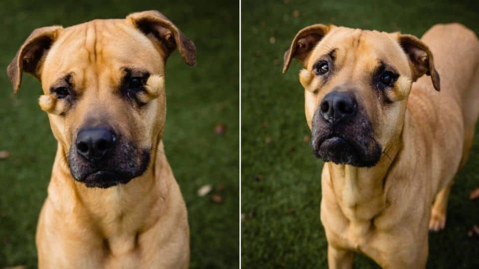 ‘Ugly’ Shelter Dog Can’t Understand Why She’s Always Left Behind