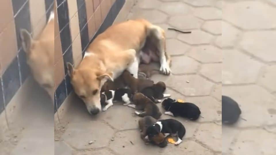 Abandoned Mama Dog Tried To Keep Her Puppies Alive On The Street