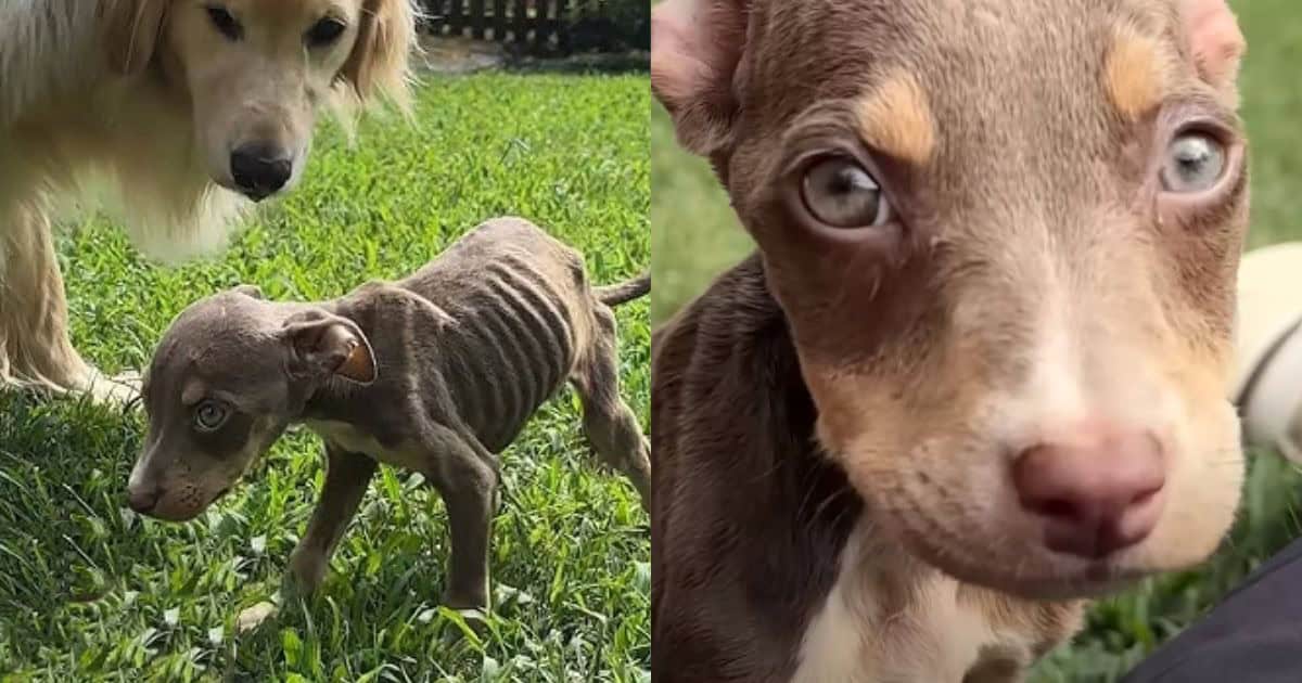 Skinny Abandoned Puppy Finds Comfort In Her Foster Siblings