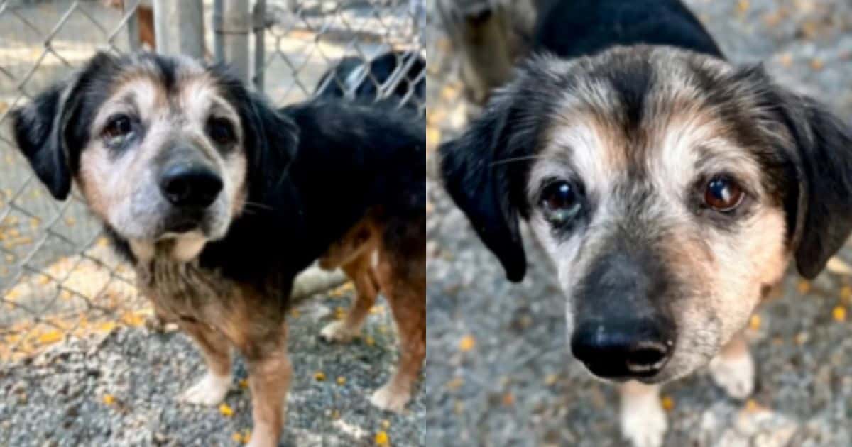 ‘Scared And Alone’ Senior Dog Abandoned On The Freeway Starts a New Chapter