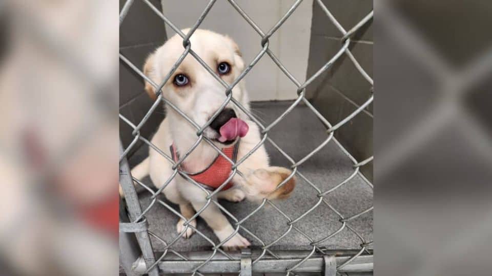 Quiet Puppy Reached Out Her Paw and Found the Love She Never Knew She Needed
