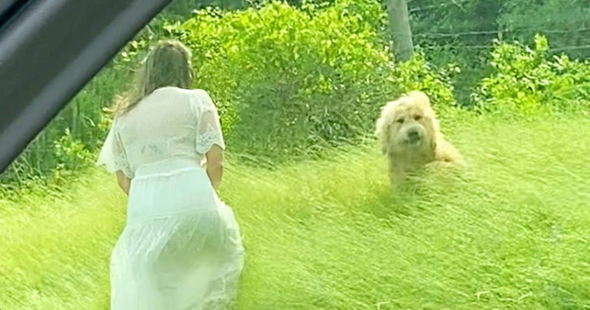 Family Rescues Abandoned Dog On Highway And Gives Him A Forever Home