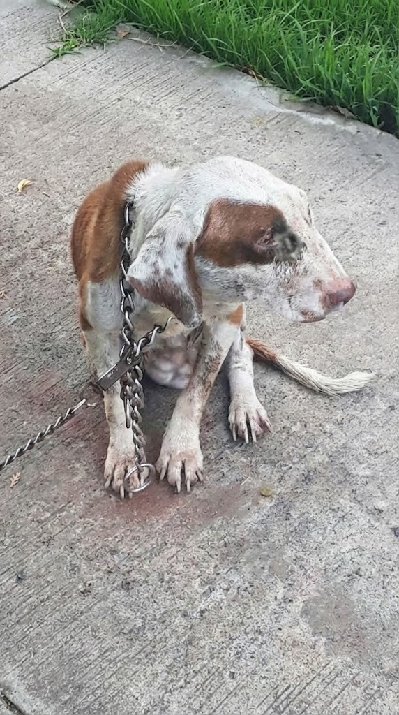 She Lived at the End of a Chain — Until Someone Showed Her What Home Means