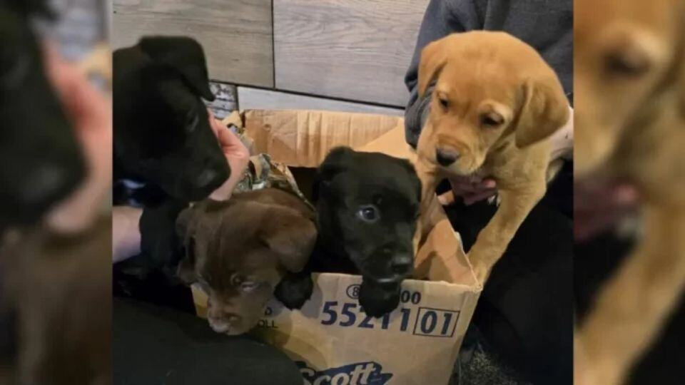 Four Abandoned Puppies Left in Freezing Cold—Shelter Staff Were Heartbroken by What They Found