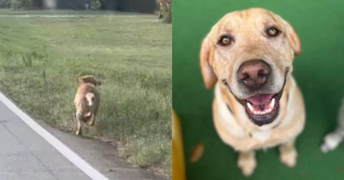 Abandoned Pup Chases After A Doggy Daycare Bus, Finds His Happily Ever After