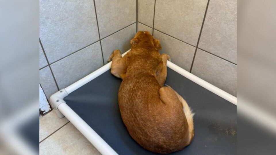 Senior Dog Spent Her Life Hiding From the World Until Rescue Came