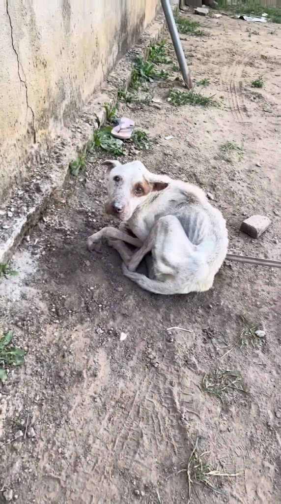 He Was Used Until He Couldn’t Stand — Then Left Alone to Fade Away