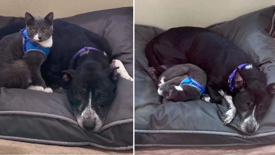 Rescued Dog and Cat Refused to Let Go of Each Other Find Hope and A Forever Home