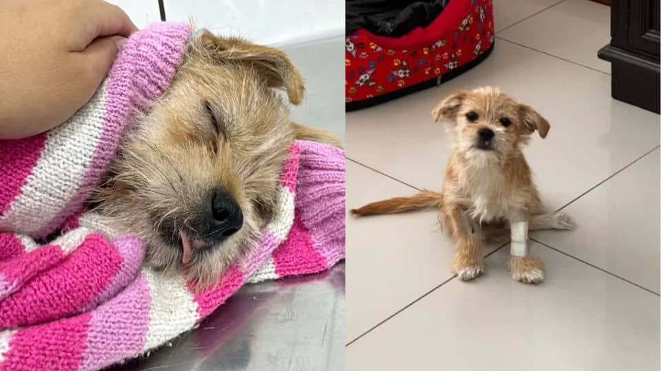 From Neglect to Nurture: Stu the St. Bernard’s Heartwarming Rescue and Recovery