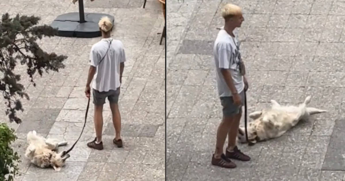 Cute Dog Tries To Play Dead When He Realizes His Morning Walk Is Almost Over