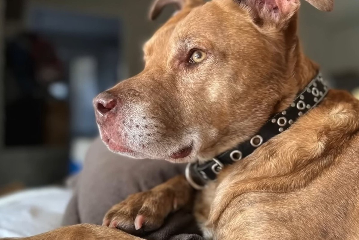 The Gray-Muzzled Dog Everyone Thought Was Ancient Had The Most Beautiful Secret