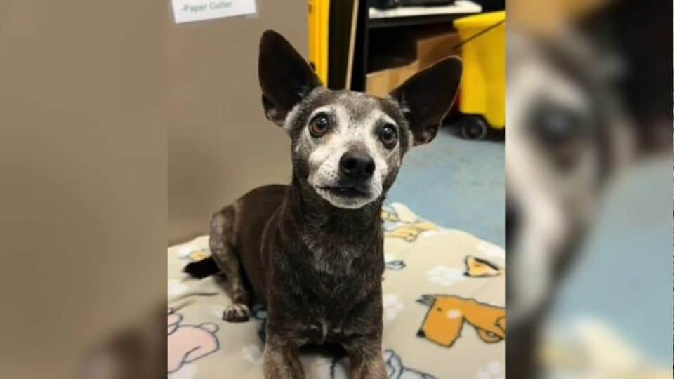 Senior Dog Dumped At Texas Shelter After 12 Years Found Joy When He Saw A Familiar Face