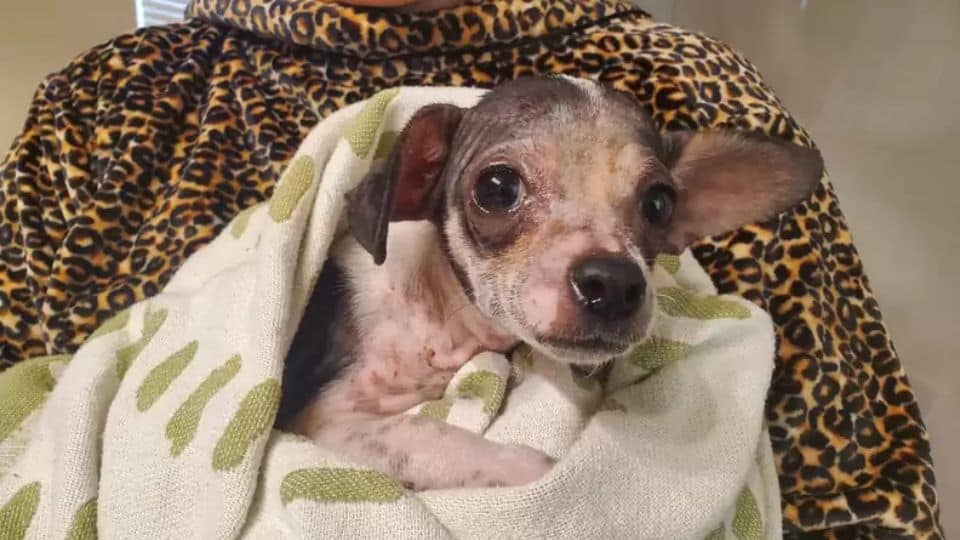 Tiny Tater Tot’s Remarkable Journey From Sick Puppy To Beloved Family Member