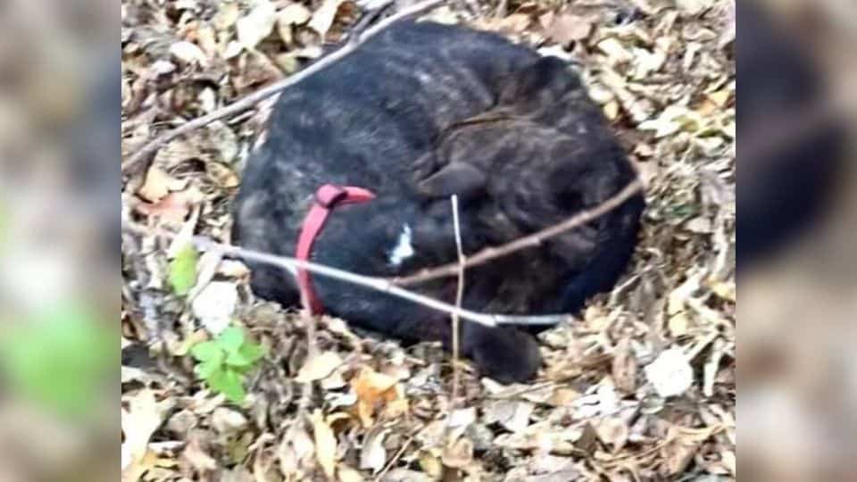 Found Under Autumn Leaves, Brutus the Dog Learns What Love Feels Like