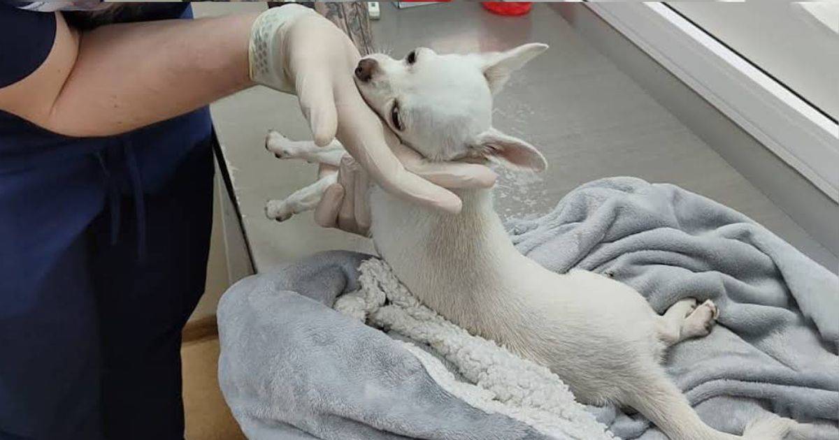 A Second Chance at Love: How One Kind Soul Changed an Abused Pup’s Life