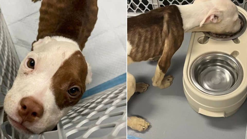 Left Alone and Forgotten, One Puppy’s Will to Live Sparked a Remarkable Rescue