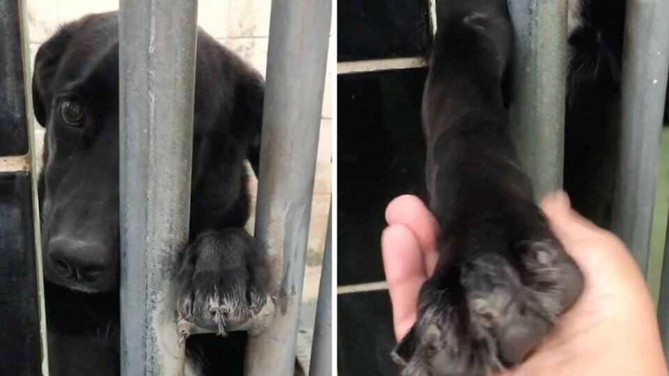 Lonely Shelter Pup Who Reached Her Paw Through the Bars and Found a Forever Love