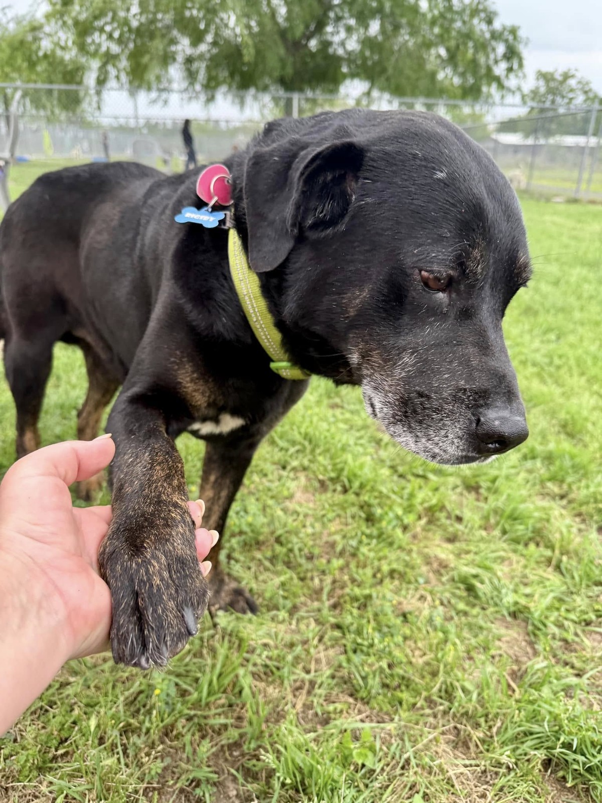 The Day Sweet Rigsby Came Home Again – But Not How Anyone Expected