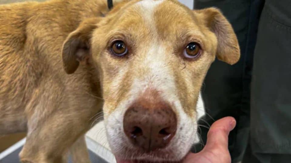 From Skin and Bones to Tail Wags and Hope, Nickel Thrived Thanks to a Foster’s Love