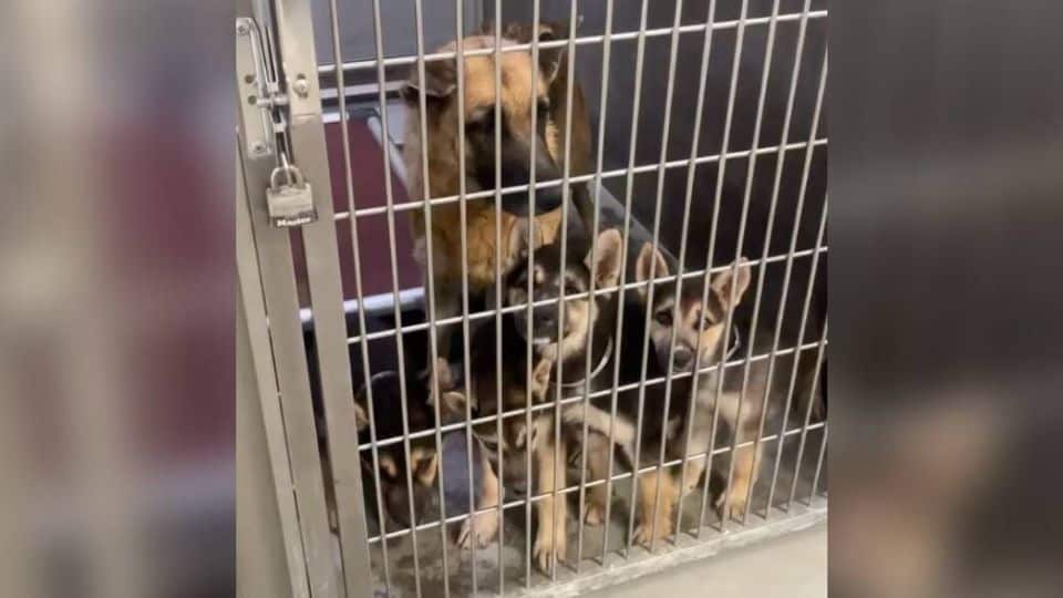 Heartbroken Mama Dog Faced Lonely Days Before Rescue Arrived