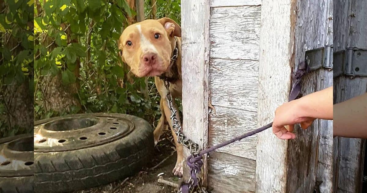 Sad Chained Dog Can’t Stop Wagging His Tail When He Finally Sees His Rescuer