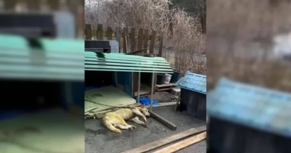 Dog Spent 3 Years Chained And Suffering, But A Miracle Changed His Life Forever