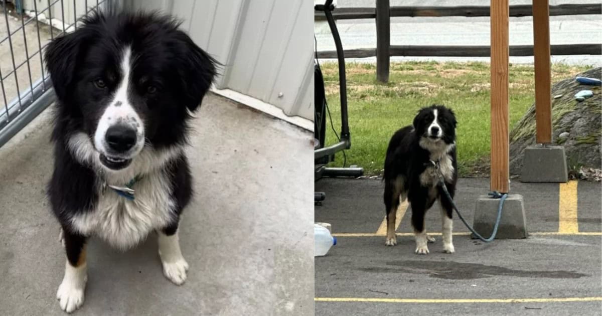 Trembling Border Collie Mix Left Tied to Donation Shed at Idaho Shelter