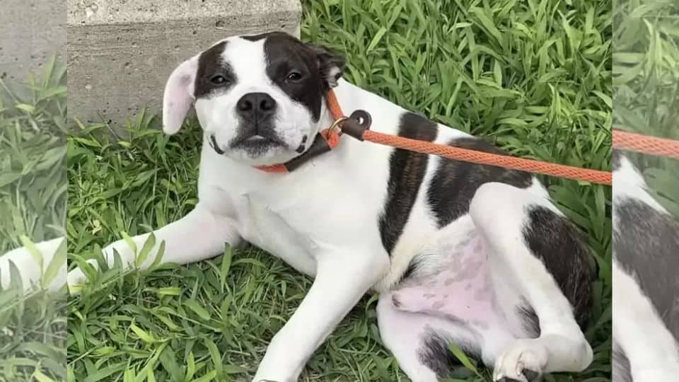 Pit Bull Left Alone at Stop Sign Melts Hearts With One Simple Action