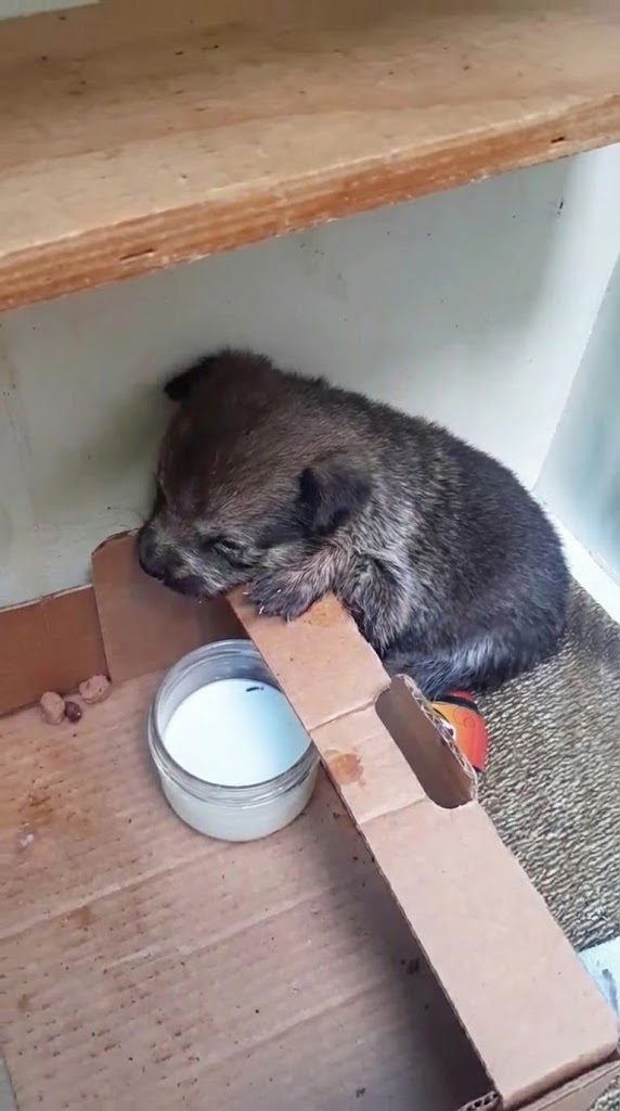 She Was Left in a Wooden Box — Until One Woman Decided She Would Live