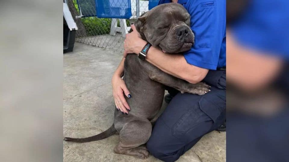 A Lonely Texas Dog Gives A Hug That Touched Hearts Around The World