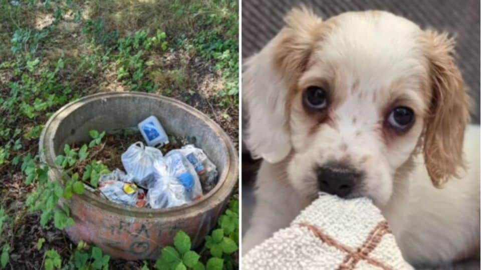 Owner Abandons Helpless Puppy With Deformed Leg Inside a Trash Bin